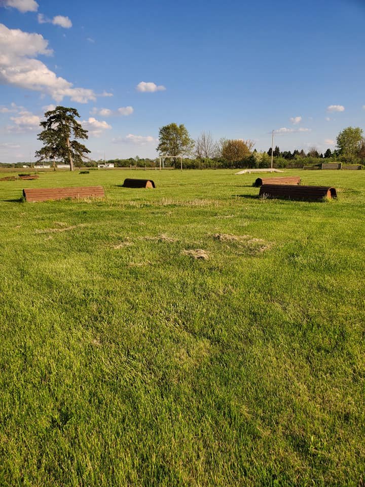 Chickens foraging in a grassy field, showcasing healthy and free-range poultry in a natural environment.